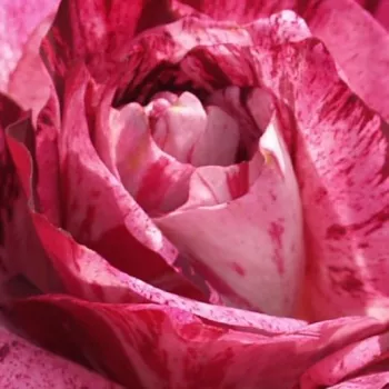 Roses Online -  Purple Tiger - bed and borders rose - floribunda - pink - moderately intensive fragrance - Jack E. Christensen - -