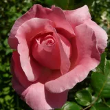 Rózsaszín - virágágyi grandiflora - floribunda rózsa - Online rózsa vásárlás - Rosa Queen Elizabeth - közepesen illatos rózsa - méz aromájú