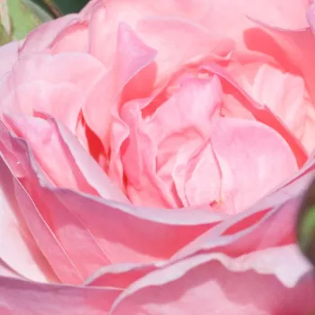 Rózsák webáruháza. - rózsaszín - virágágyi grandiflora - floribunda rózsa - Queen Elizabeth - közepesen illatos rózsa - méz aromájú - (150-300 cm)