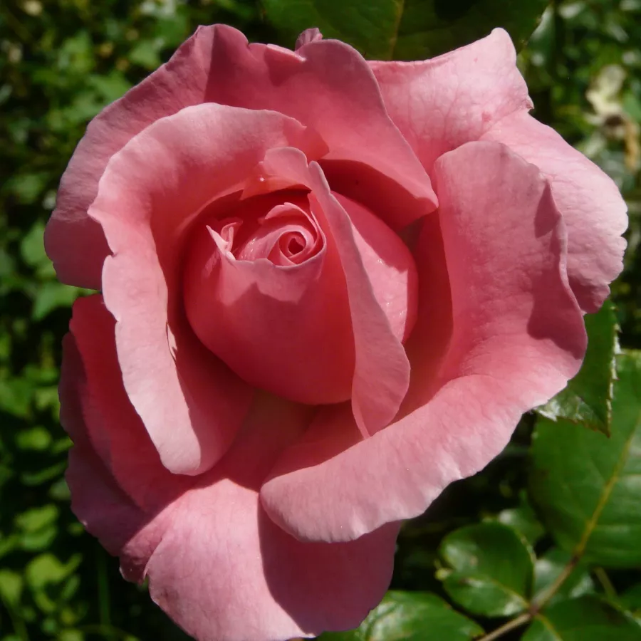 Záhonová ruža - grandiflora - floribunda - Ruža - Queen Elizabeth - Ruže - online - koupit