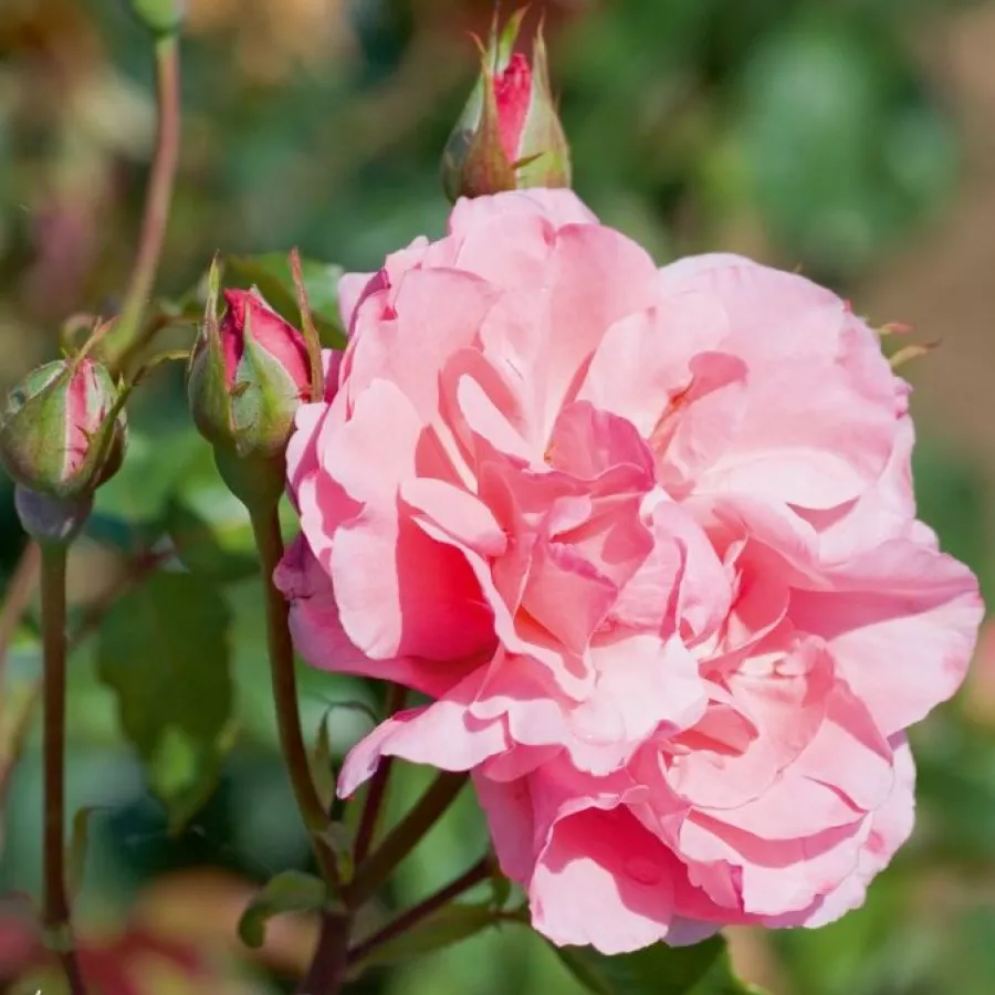 Roz - Trandafiri - Queen Elizabeth - Trandafiri online