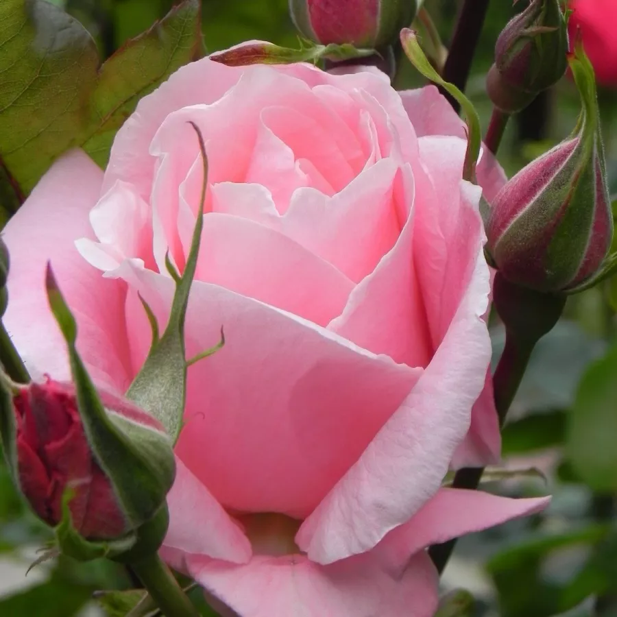 Trandafiri pomisor - Trandafir copac cu trunchi înalt – cu flori în buchet - Trandafiri - Queen Elizabeth - 