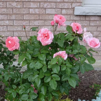 Rozā - dārza lielziedu (grandiflora) - floribundroze  - mēreni smaržojoša roze - ar medus aromātu