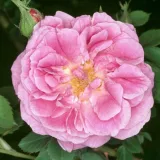 Rózsaszín - történelmi - bourbon rózsa - Online rózsa vásárlás - Rosa Queen of Bourbons - intenzív illatú rózsa - vanilia aromájú