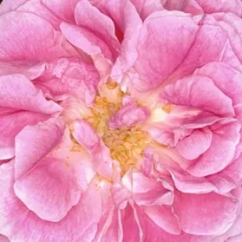 Rózsák webáruháza. - rózsaszín - történelmi - bourbon rózsa - Queen of Bourbons - intenzív illatú rózsa - vanilia aromájú - (180-400 cm)