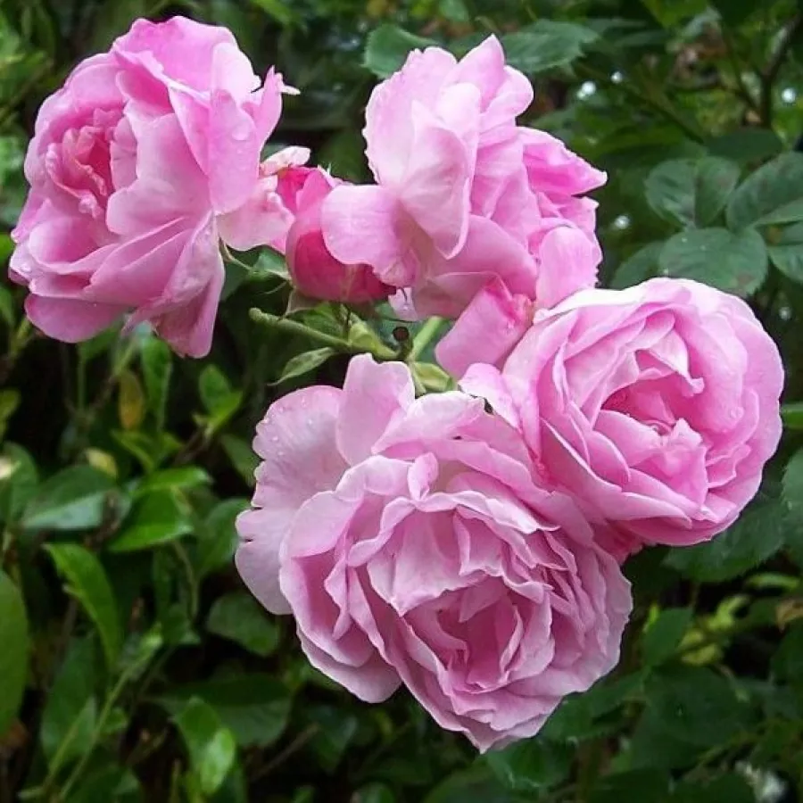 Różowy - Róża - Queen of Bourbons - Szkółka Róż Rozaria