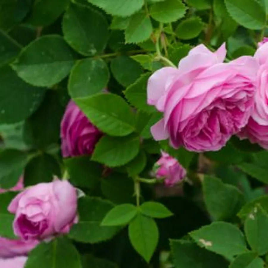 árbol de rosas de flores en grupo - rosal de pie alto - Rosa - Queen of Bourbons - rosal de pie alto