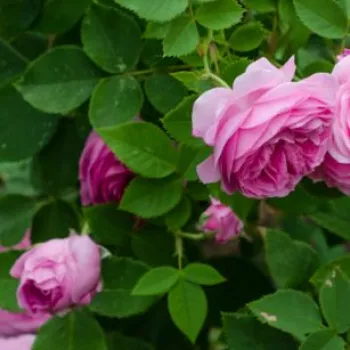 Rosa Queen of Bourbons - rose - Fleurs groupées en bouquet - rosier à haute tige - buissonnant