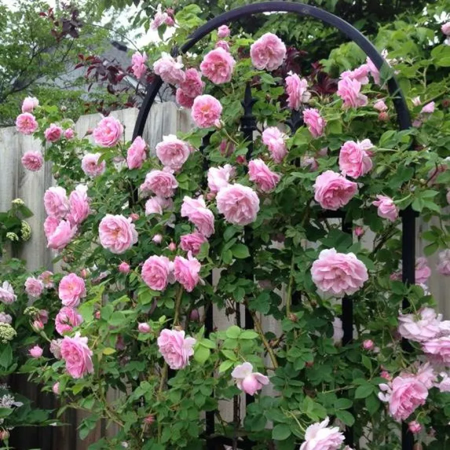 Plină, densă - Trandafiri - Queen of Bourbons - comanda trandafiri online