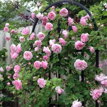 Viac odtieňov ružovej farby - bourbonská ruža   (180-400 cm)