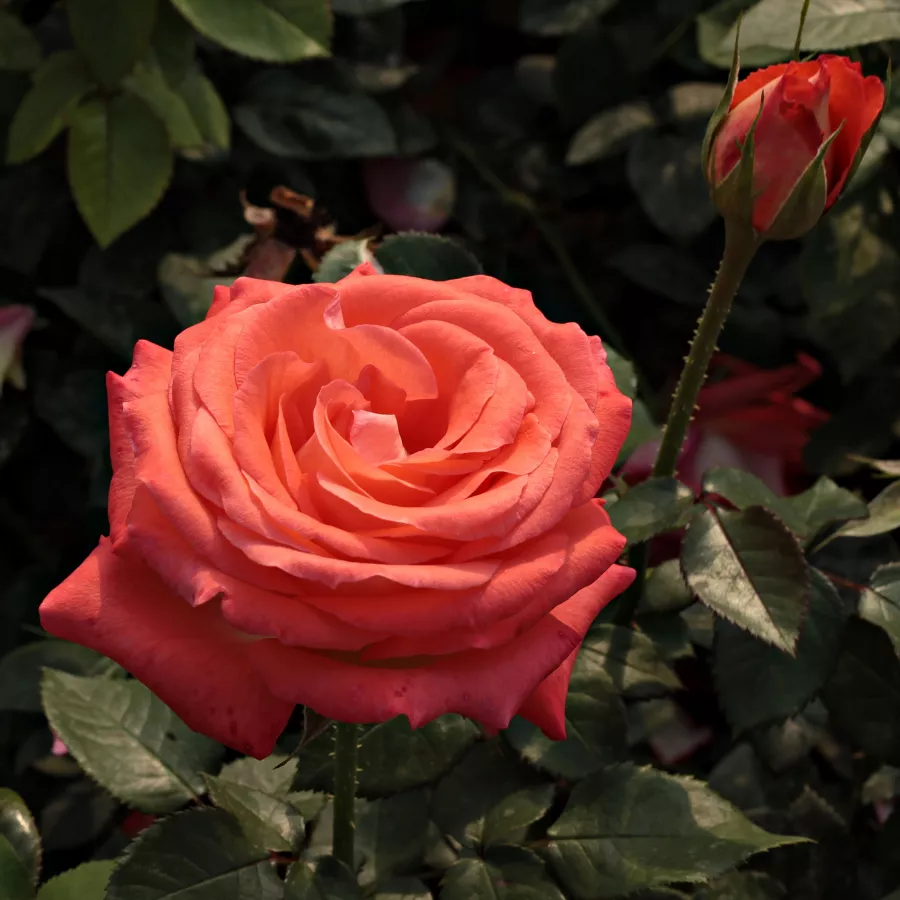 Oranžna - Roza - Queen of Roses® - Na spletni nakup vrtnice