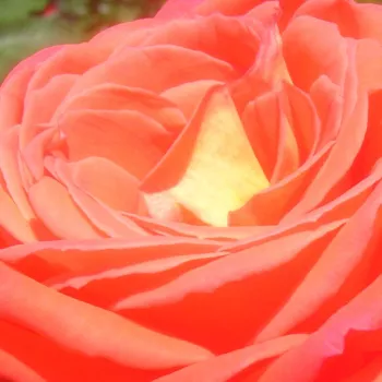 Online rózsa webáruház - teahibrid rózsa - narancssárga - közepesen illatos rózsa - ánizs aromájú - Queen of Roses® - (130-170 cm)