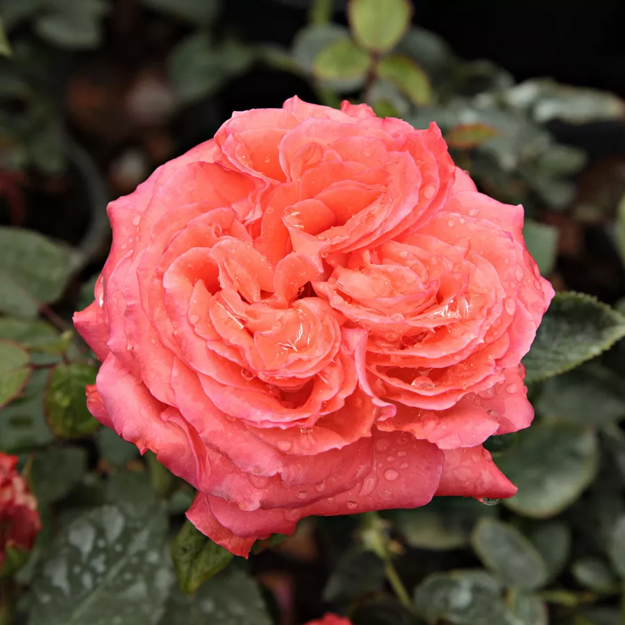 Orange - Rosier - Queen of Roses® - 