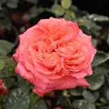 Oranžový - stromčekové ruže - Rosa Queen of Roses® - stredne intenzívna vôňa ruží - aróma