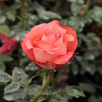 Rosa Queen of Roses® - oranje - stamrozen - Stamroos - Theehybriden