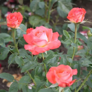 Vörös - vajsárga sziromfonák - magastörzsű rózsa - teahibrid virágú