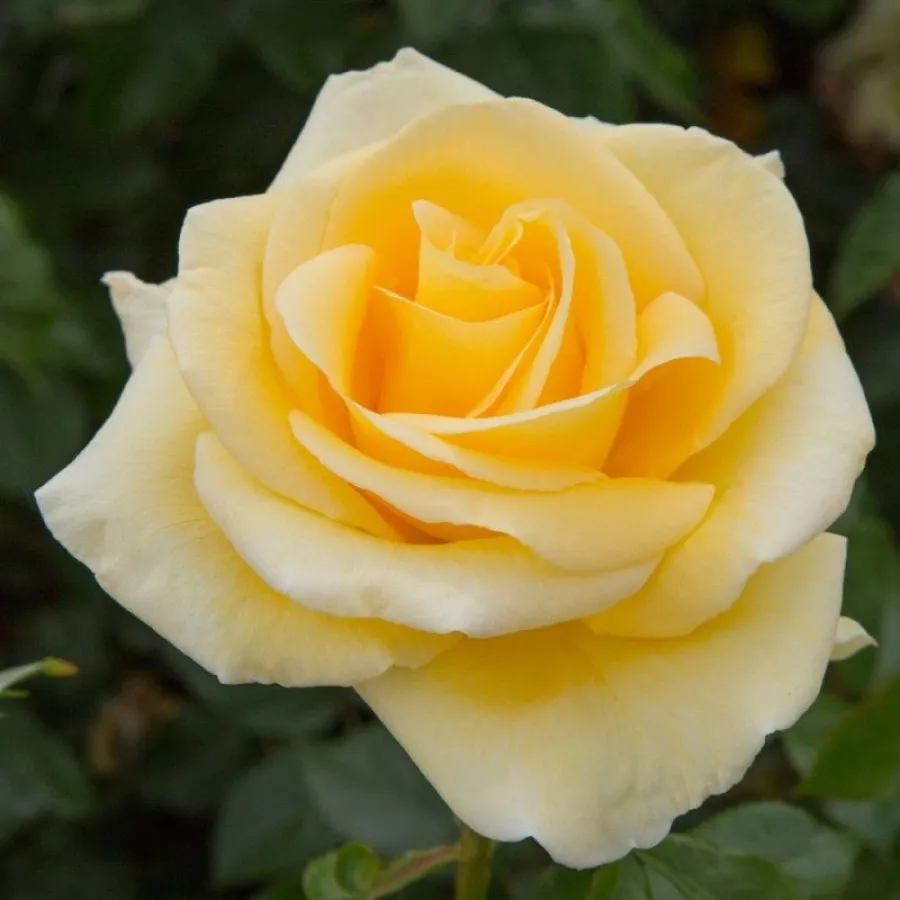 Róża wielkokwiatowa - Hybrid Tea - Róża - Raffaello® - Szkółka Róż Rozaria
