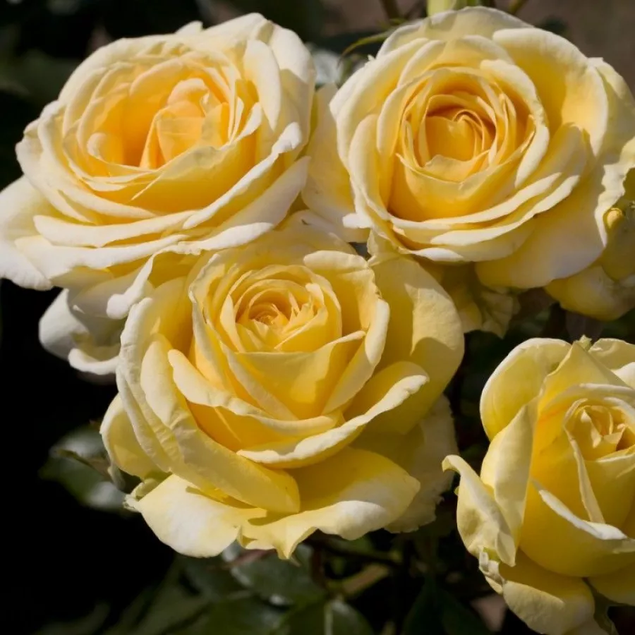 żółty - Róża - Raffaello® - Szkółka Róż Rozaria