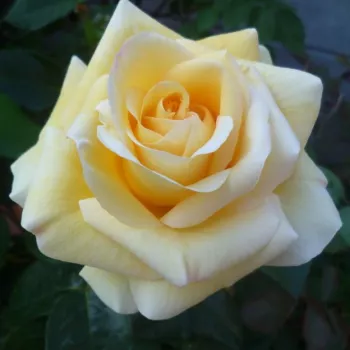 Rosa Raffaello® - giallo - Rose Ibridi di Tea