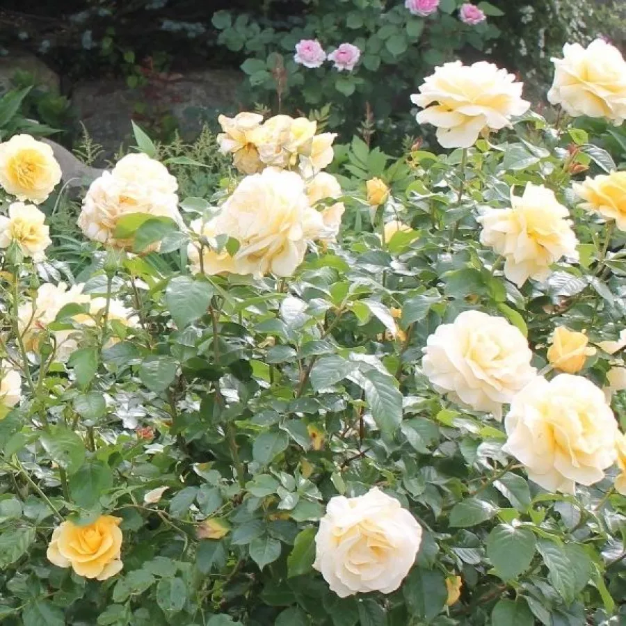 MEIkanaro - Roza - Raffaello® - Na spletni nakup vrtnice