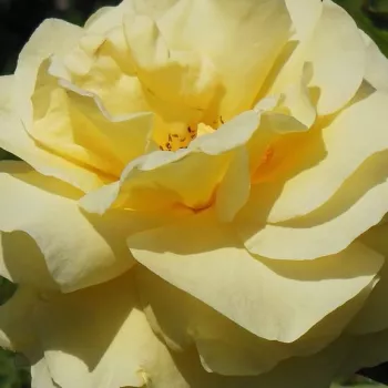 Online rózsa vásárlás - teahibrid rózsa - sárga - diszkrét illatú rózsa - barack aromájú - Raffaello® - (80-110 cm)