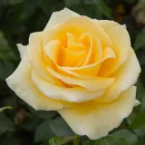 Trandafiri hibrizi Tea - trandafir cu parfum discret - comanda trandafiri online - Rosa Raffaello® - galben