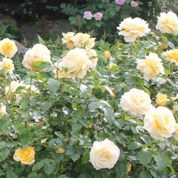 Maslac žuta - hibridna čajevka - ruža diskretnog mirisa - aroma breskve