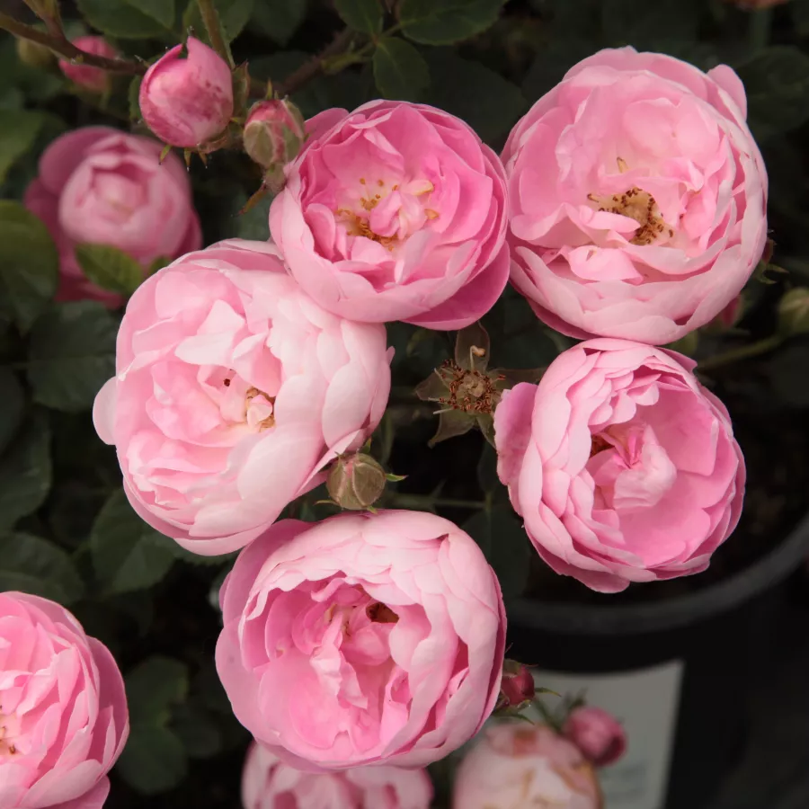 Rózsaszín - Rózsa - Raubritter® - Online rózsa rendelés