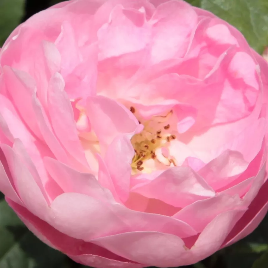 Shrub, Hybrid Macrantha - Rosa - Raubritter® - Comprar rosales online