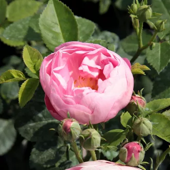 Rosa Raubritter® - rosa - árbol de rosas miniatura - rosal de pie alto