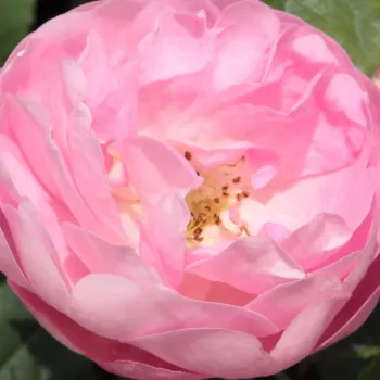 Rosa Raubritter® - rosa de fragancia intensa - Árbol de Rosas Miniatura - rosal de pie alto - rosa - Wilhelm J.H. Kordes II.- forma de corona tupida - Rosal de árbol con flores pequeñas que florecen abundantemente.