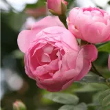Stromčekové ruže - ružová - Rosa Raubritter® - intenzívna vôňa ruží - fialová aróma