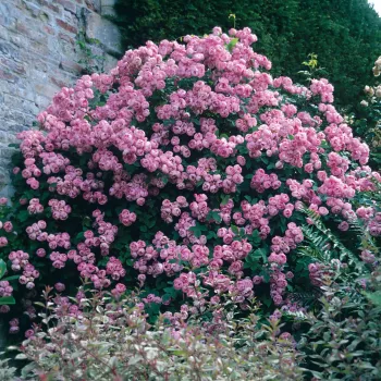 Světle růžová - Stromková růže s drobnými květy - stromková růže s keřovitým tvarem koruny