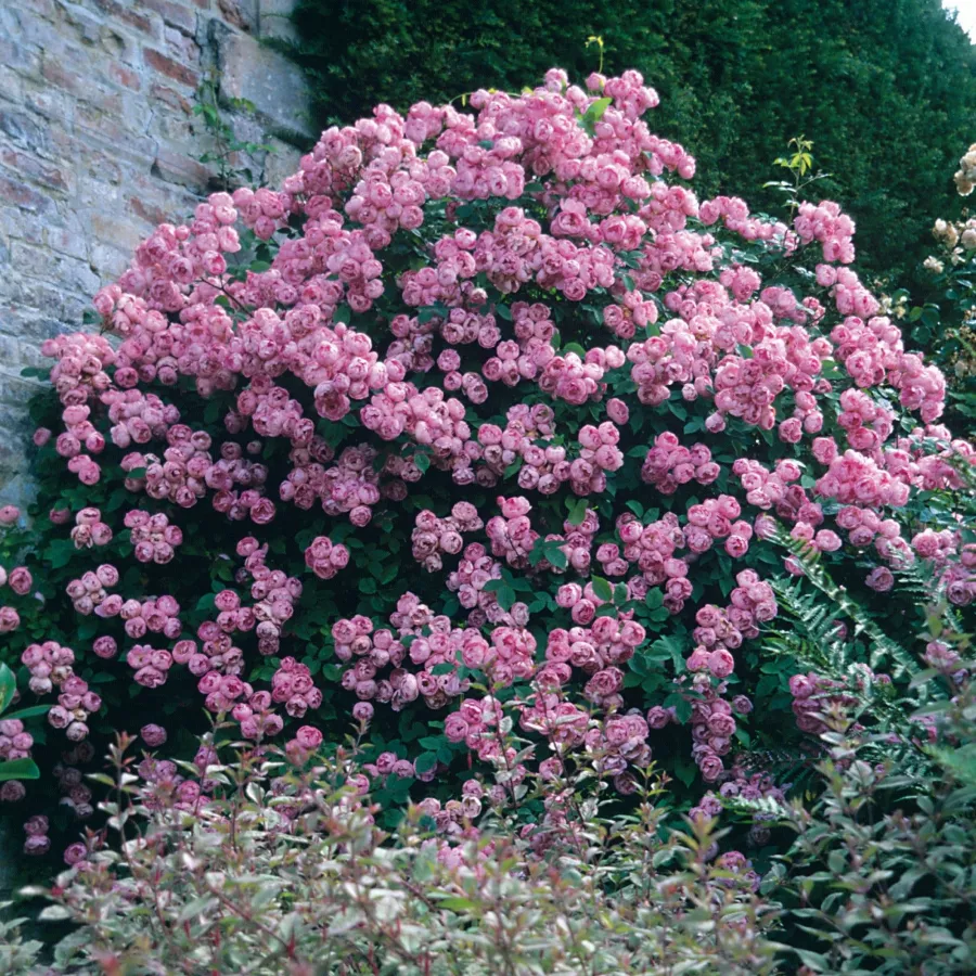 Strauchrose - Ruža - Raubritter® - ruže eshop