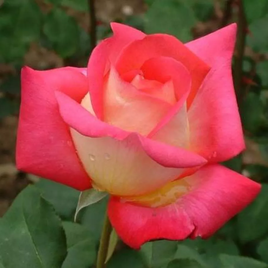 Róża wielkokwiatowa - Hybrid Tea - Róża - Renica - Szkółka Róż Rozaria