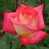 Ruža čajevke - crveno - žuto - diskretni miris ruže - Rosa Renica - Narudžba ruža