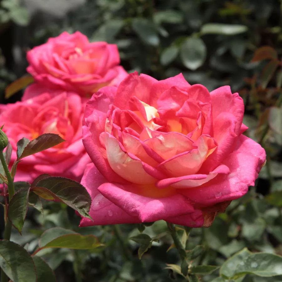 Rojo amarillo - Rosa - Renica - Comprar rosales online