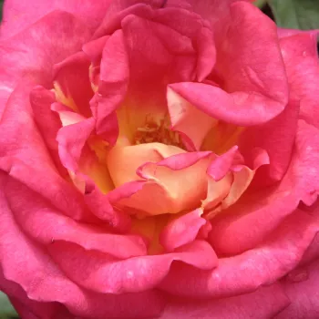 Online rózsa webáruház - teahibrid rózsa - vörös - sárga - diszkrét illatú rózsa - orgona aromájú - Renica - (80-100 cm)