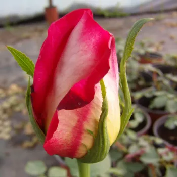 Rosa Renica - rood geel - stamrozen - Stamroos - Theehybriden