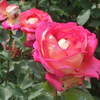 Žuta - crvena poleđina latica - hibridna čajevka - ruža diskretnog mirisa - aroma jorgovana