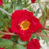 Vörös - talajtakaró rózsa - Online rózsa vásárlás - Rosa Red Drift® - nem illatos rózsa