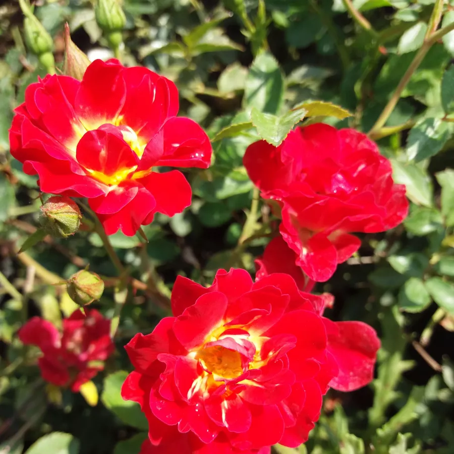 Czerwony - Róża - Red Drift® - Szkółka Róż Rozaria