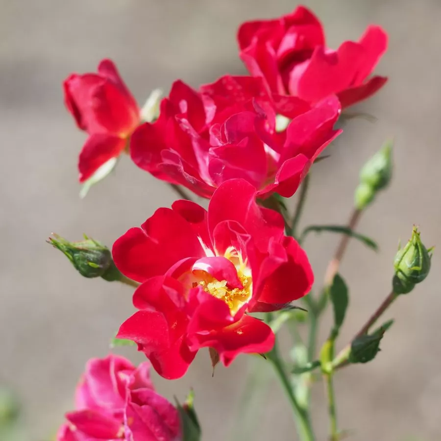 Róża bez zapachu - Róża - Red Drift® - Szkółka Róż Rozaria