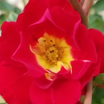 Online rózsa rendelés  - talajtakaró rózsa - vörös - nem illatos rózsa - Red Drift® - (30-40 cm)