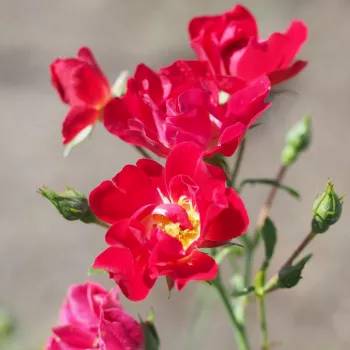 Rosa Red Drift® - rojo - Árbol de Rosas Miniatura - rosal de pie alto- froma de corona llorona