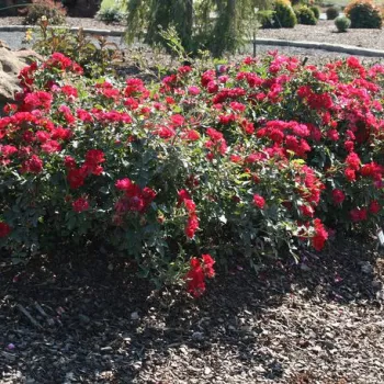 Czerwony - róże okrywowe   (30-40 cm)