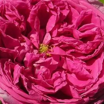 Rózsák webáruháza. - rózsaszín - történelmi - régi kerti rózsa - Aurelia Liffa - diszkrét illatú rózsa - alma aromájú - (300-400 cm)