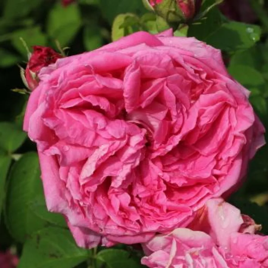 Różowy - Róża - Aurelia Liffa - Szkółka Róż Rozaria