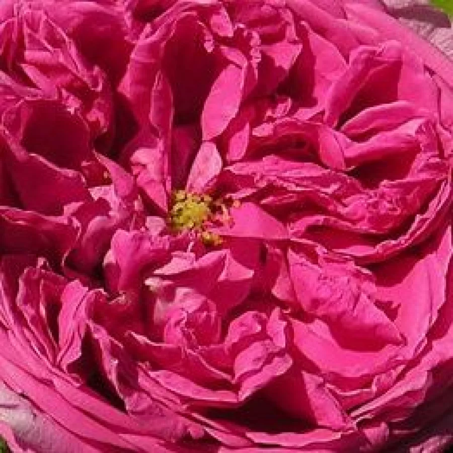 Old rose, Hybrid Macrantha, Hybrid Setigera - Rosier - Aurelia Liffa - Rosier achat en ligne