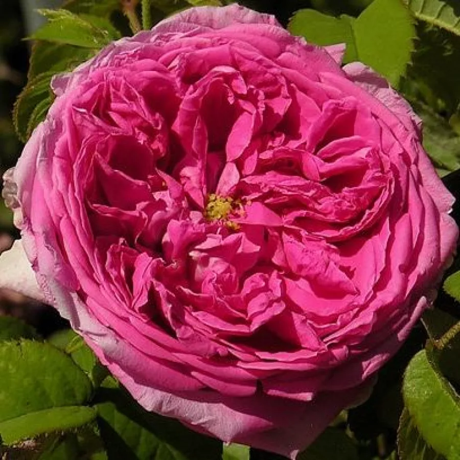 Różowy - Róża - Aurelia Liffa - 